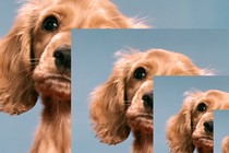 multiple images of a caramel-colored puppy, layered over each other