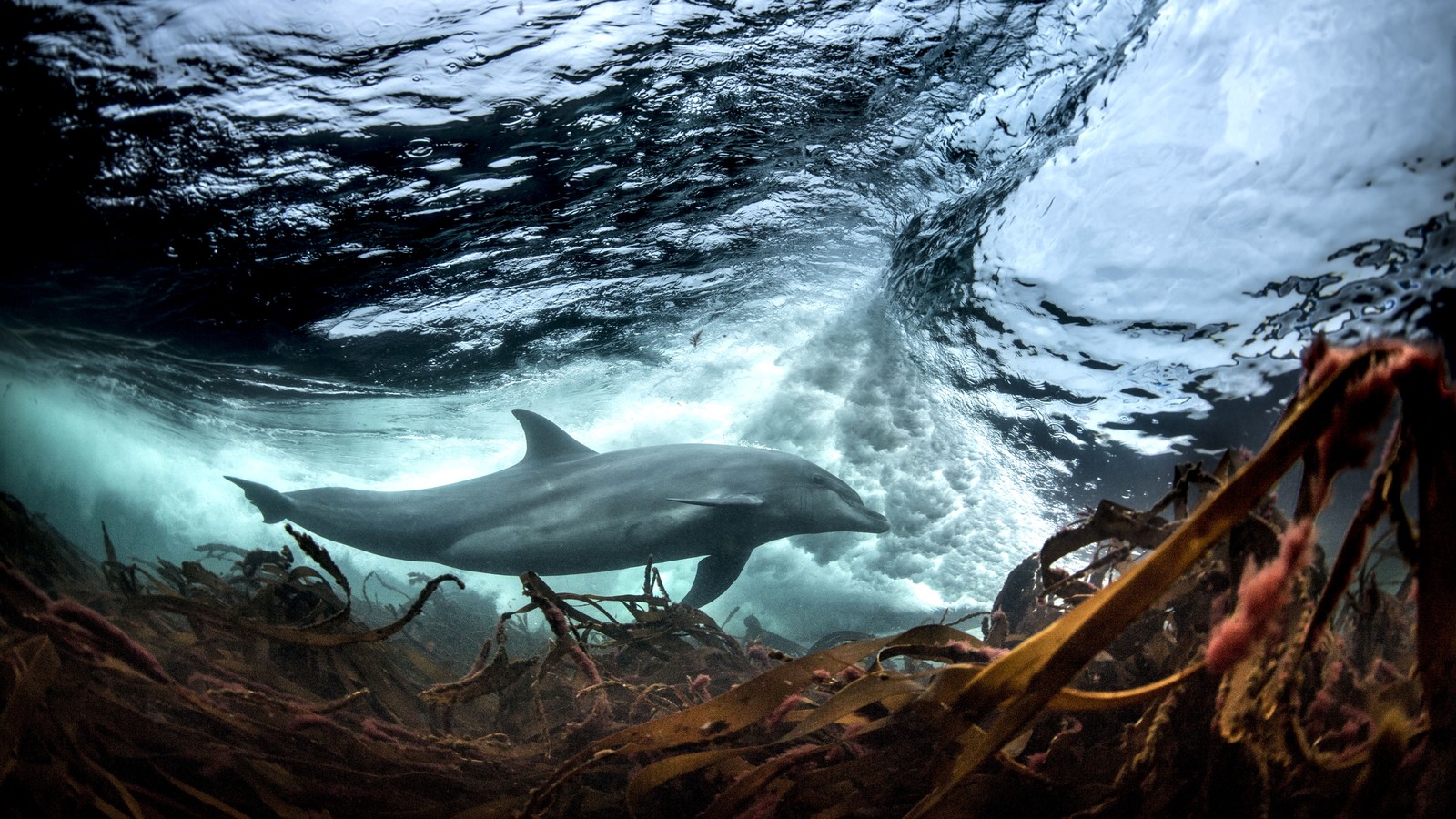 ocean life photographers