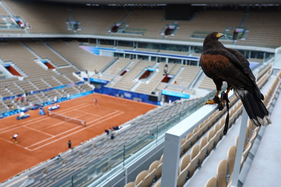 A pigeon-hunting falcon perches inside a tennis arena.