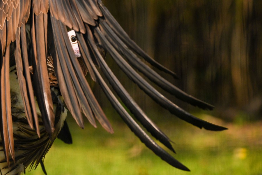 A vulture looks toward the camera, through its wing feathers.