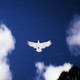 A dove flying across a blue sky