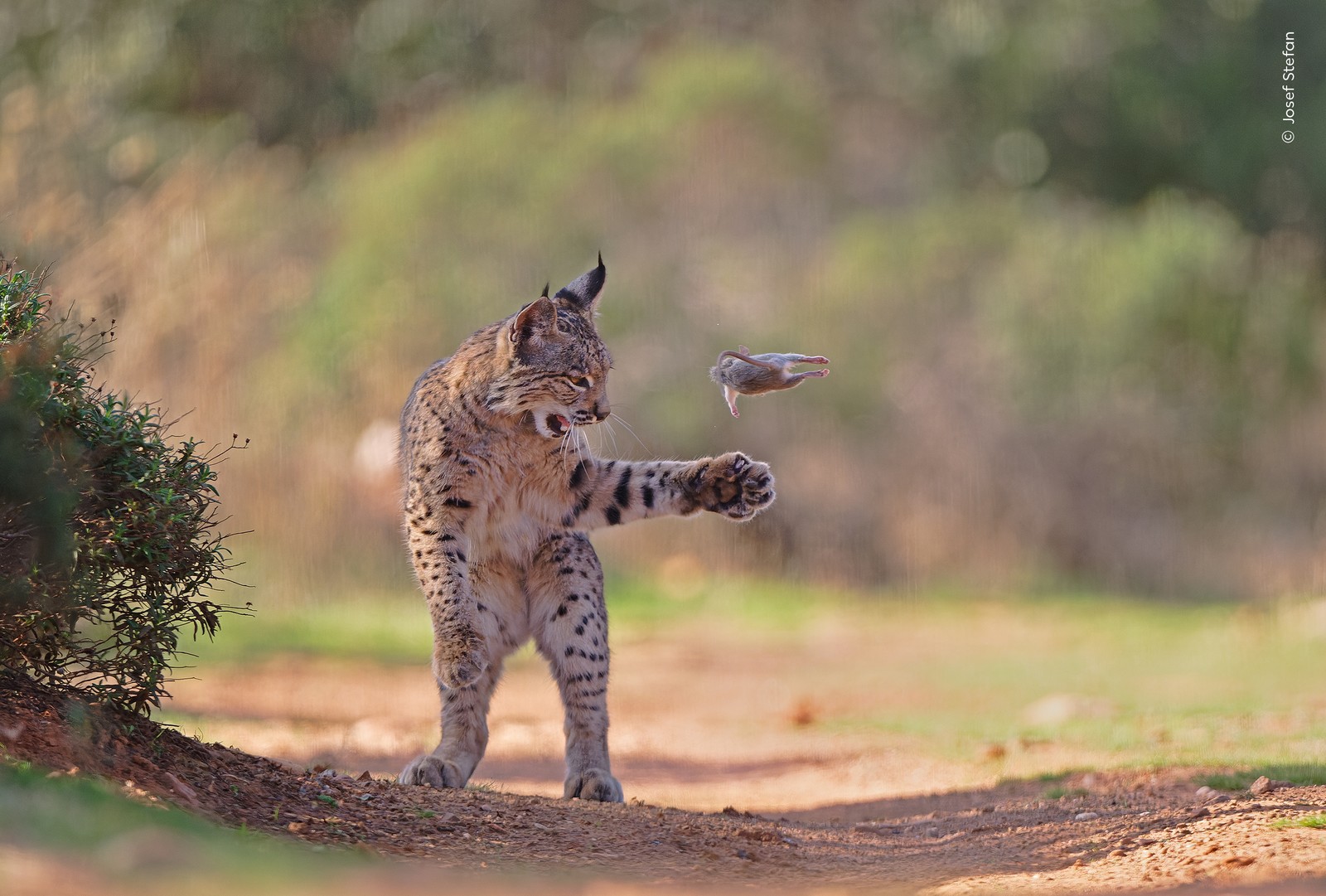 A lynx, playing with its prey, tosses a rodent in the air.