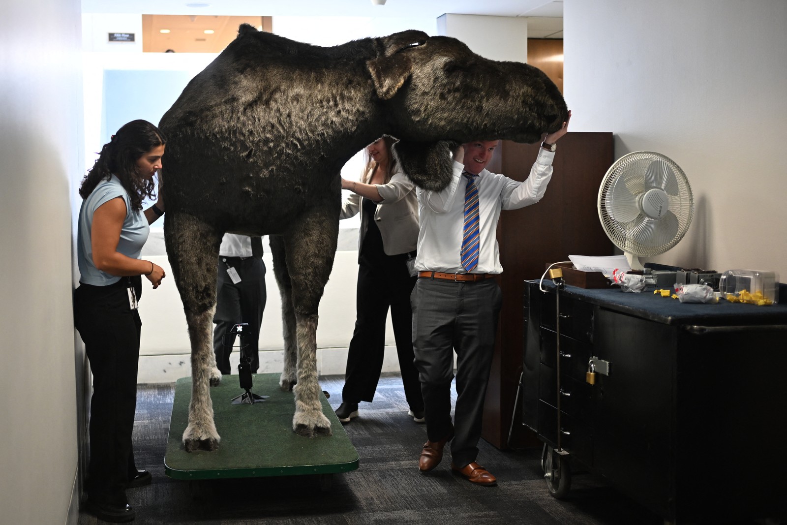 Several people work together to push a large stuffed moose on a cart down a narrow hallway.