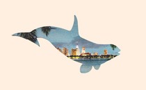 Silhouette of whale over Miami