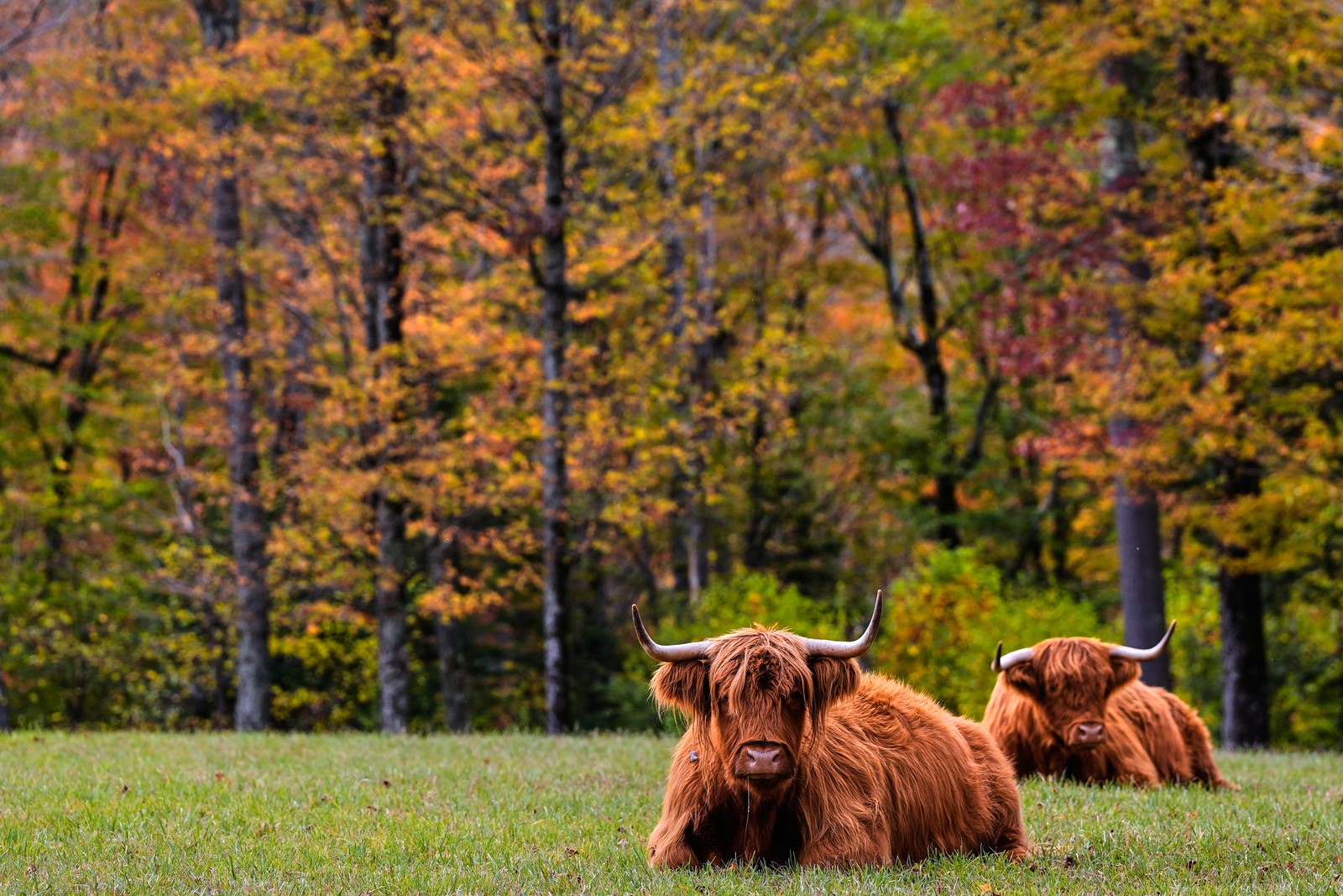 Highland cattle rest in a field near trees with colorful fall foliage.