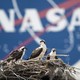 Ospreys in a nest in front of a NASA logo
