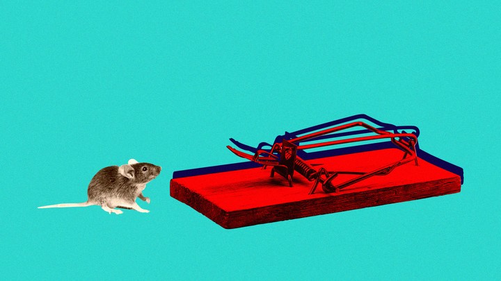 A mouse stares at a mousetrap.