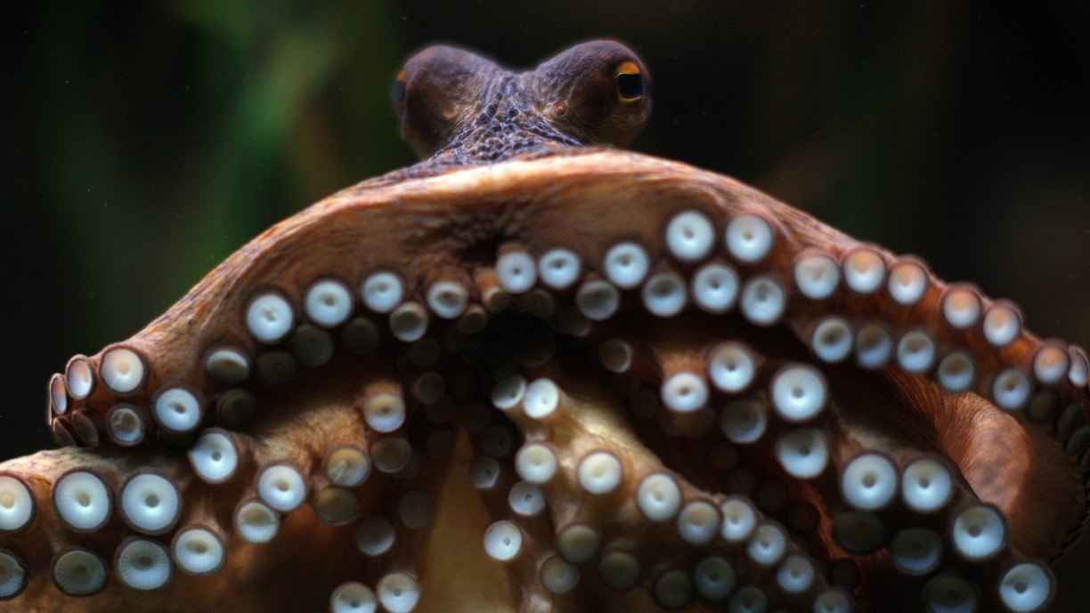 Octopuses Do Something Really Strange to Their Genes The Atlantic