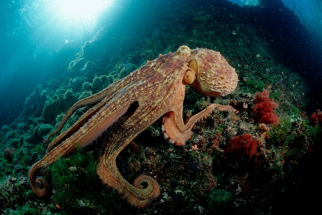 An octopus underwater