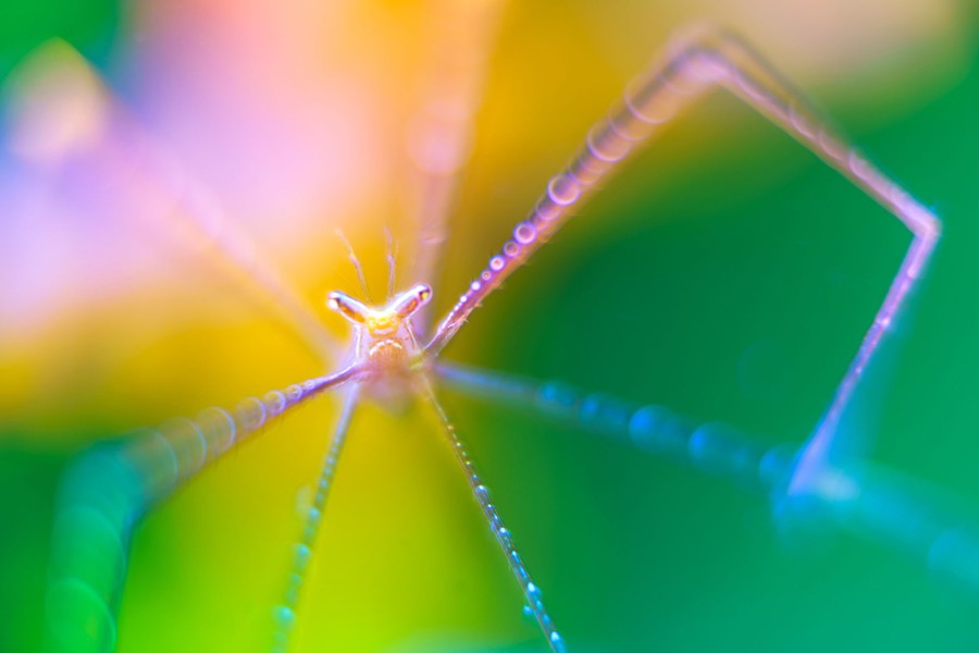 A very close view of the face and legs of a tiny lobster