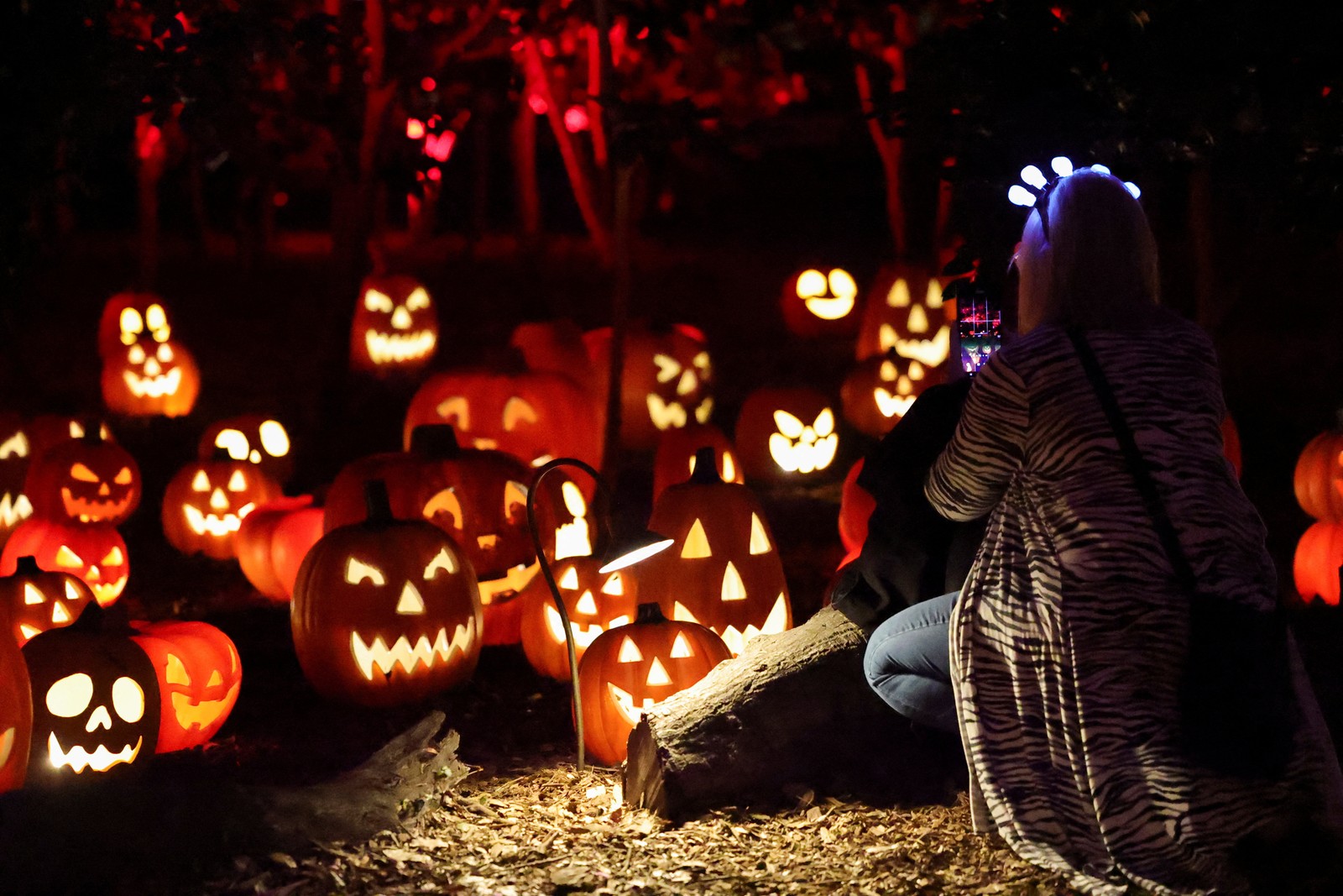 A person kneels and takes pictures of many  jack-o'-lanterns.
