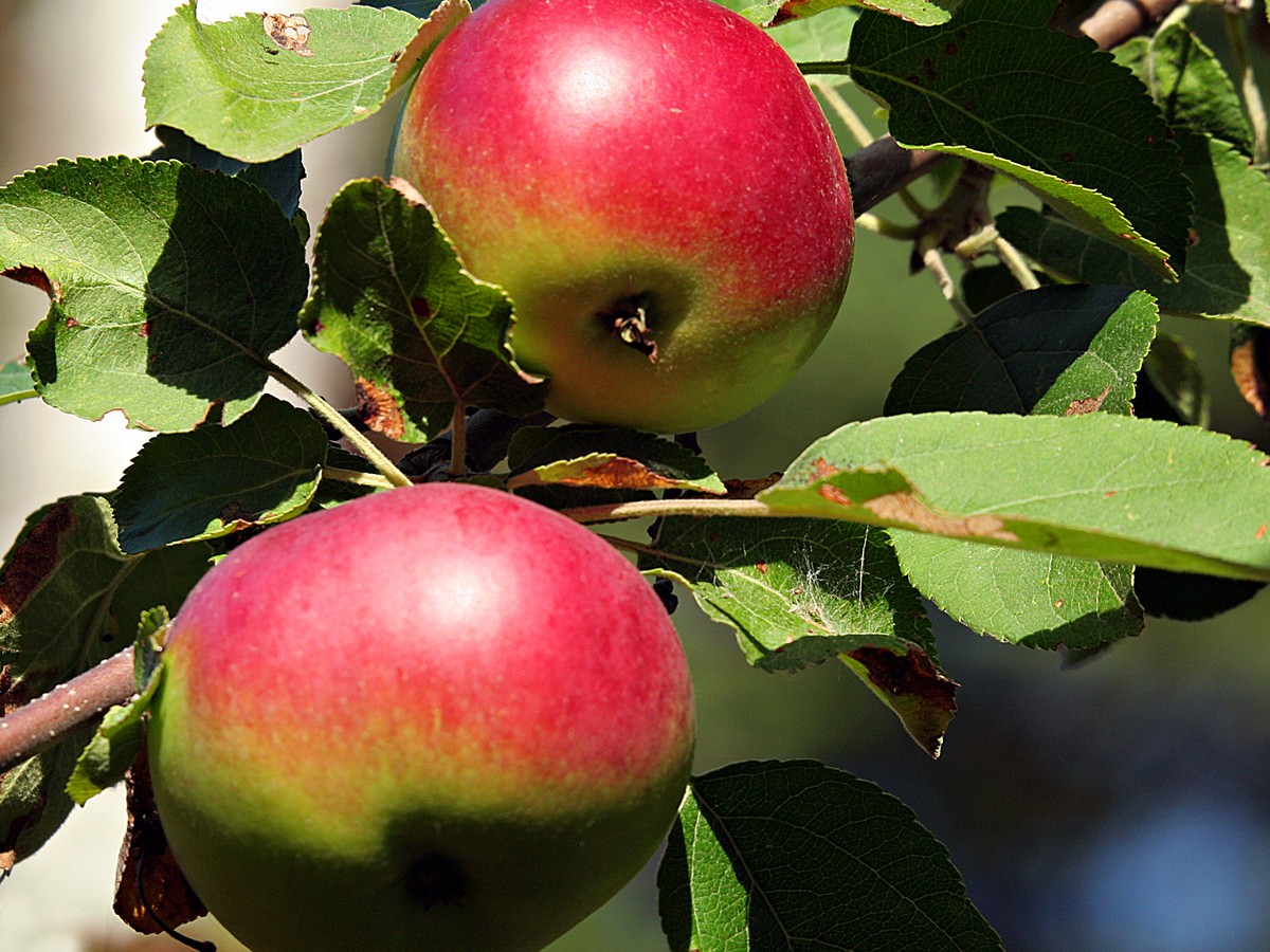 Wild Apples by Henry David Thoreau - The Atlantic