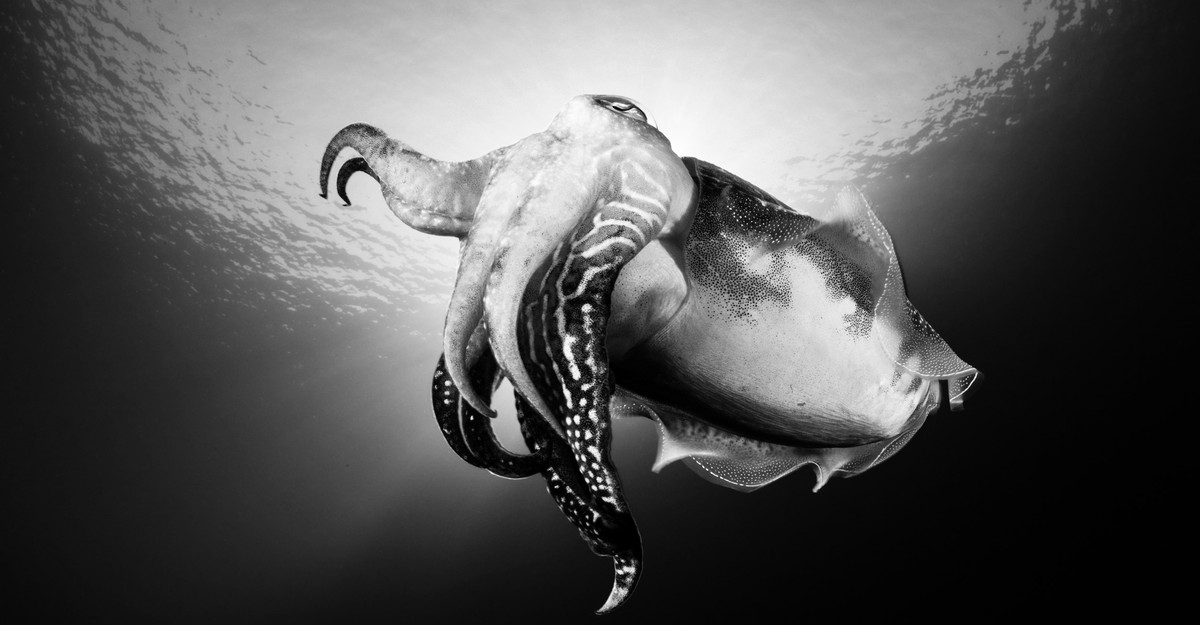 Cuttlefish Have Passed the Marshmallow Test The Atlantic