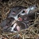 Four mice sleeping in a nest 