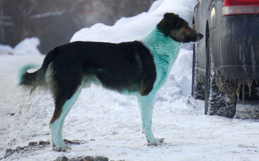 A dog stands in a snowy parking lot with fur partly stained a greenish-blue color.