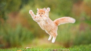 Cat jumps in air