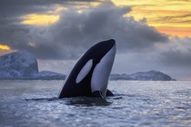 A killer whale in Norway