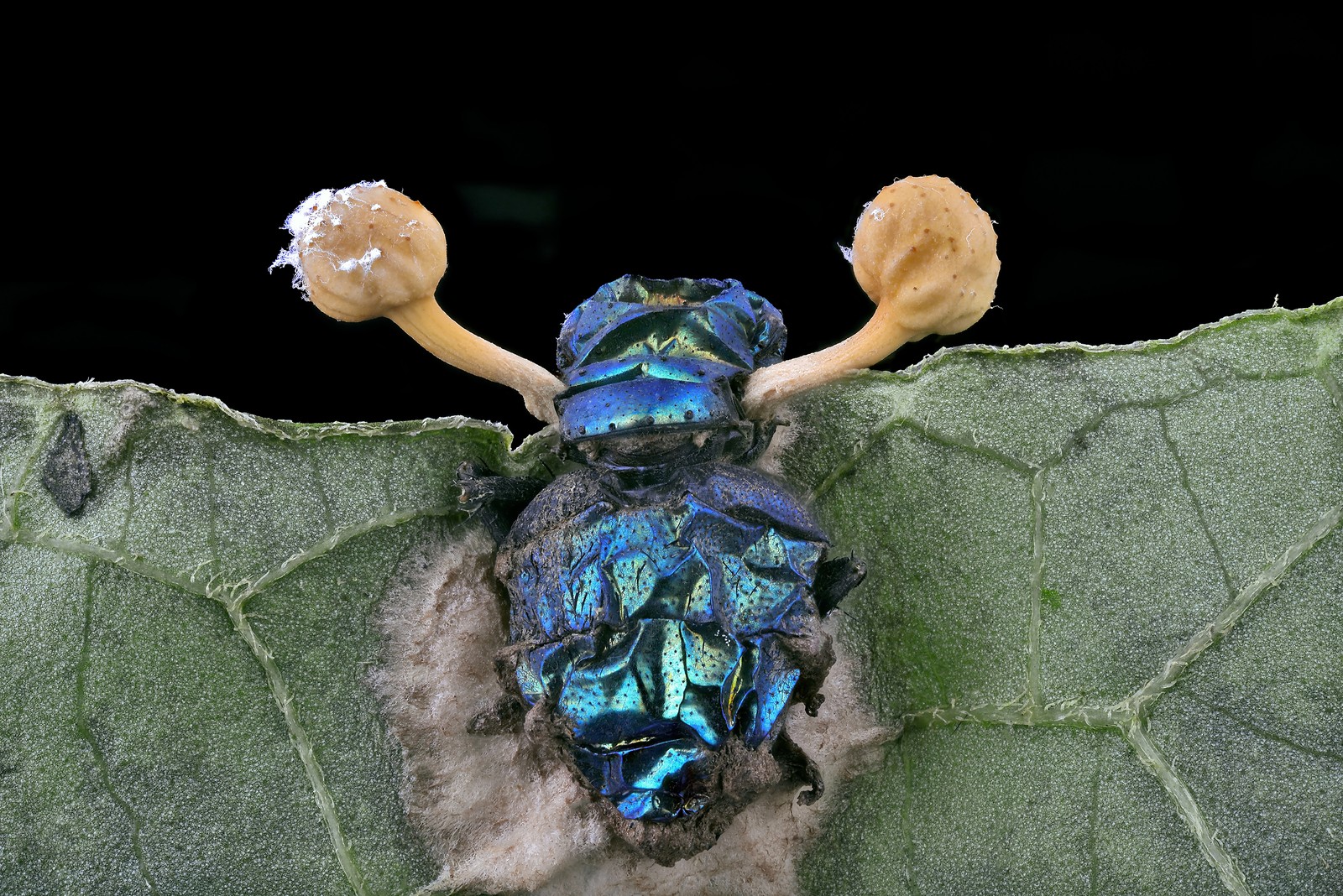 A dead fly, resting on a leaf, with two bits of parasitic fungus growing out of it