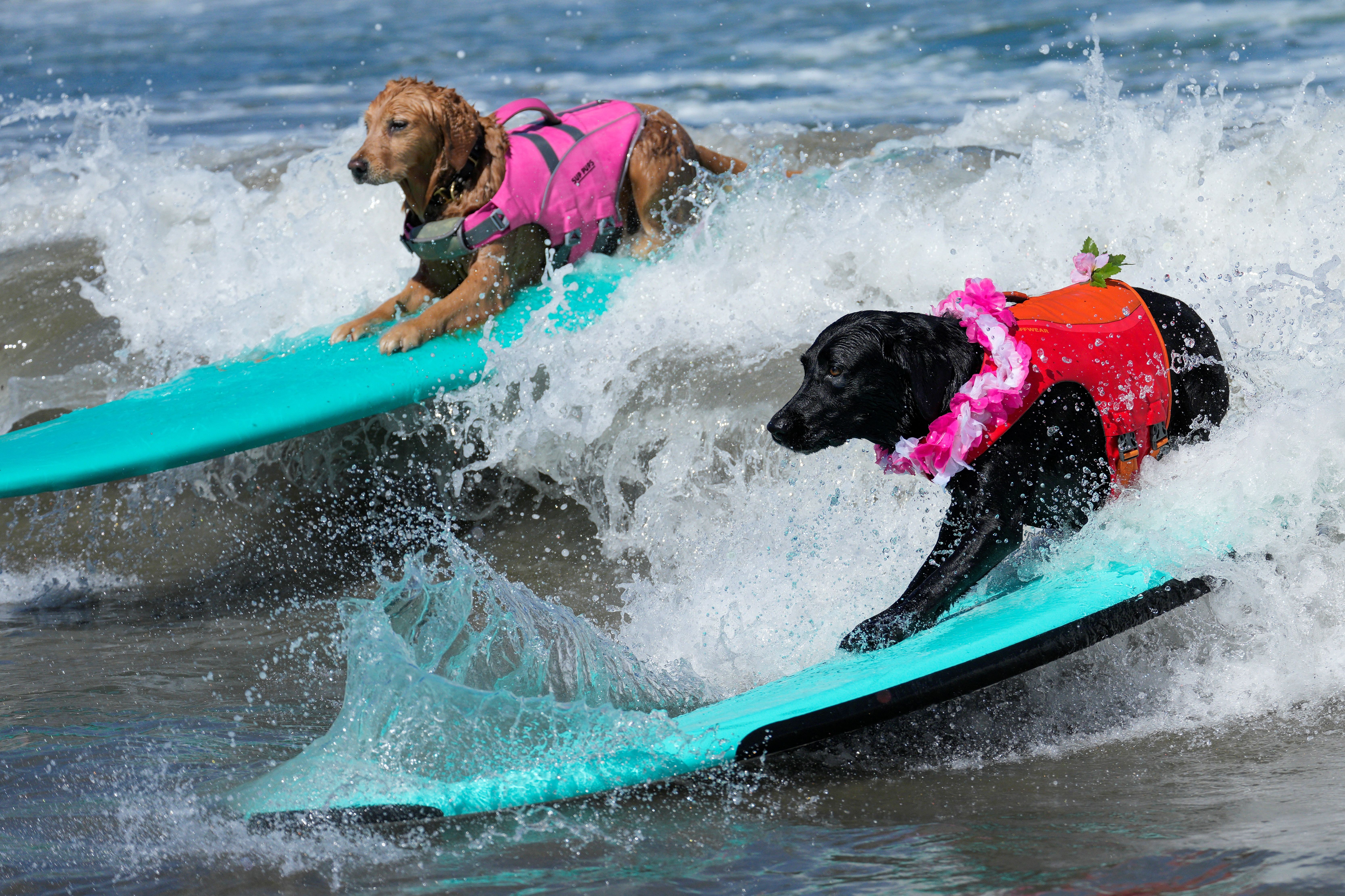 Two dogs ride surfboards side-by-side on a small wave.