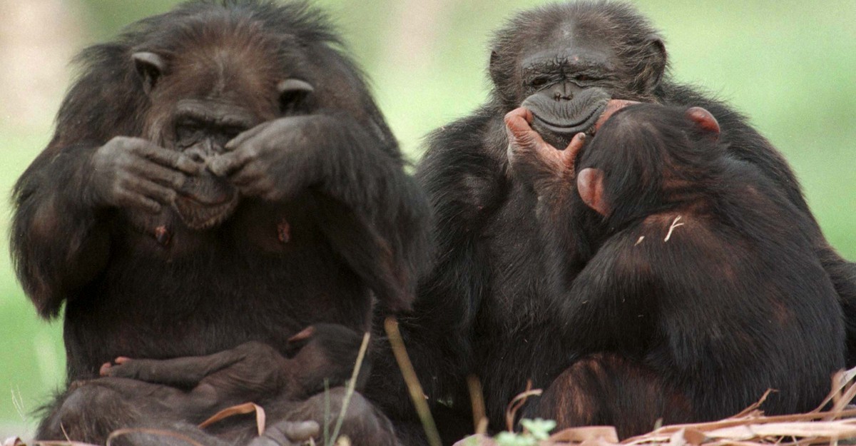 To Have a Monkey on Your Back' Is No Laughing Matter