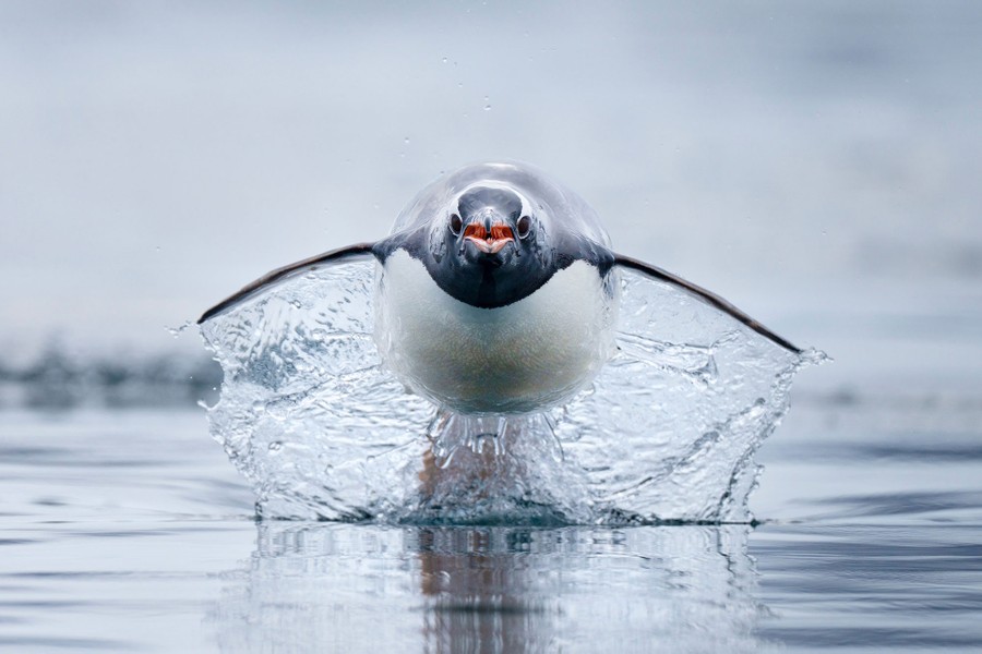 Un pingüino, fotografiado en medio de un salto sobre el agua, salpicando agua de sus alas y cuerpo
