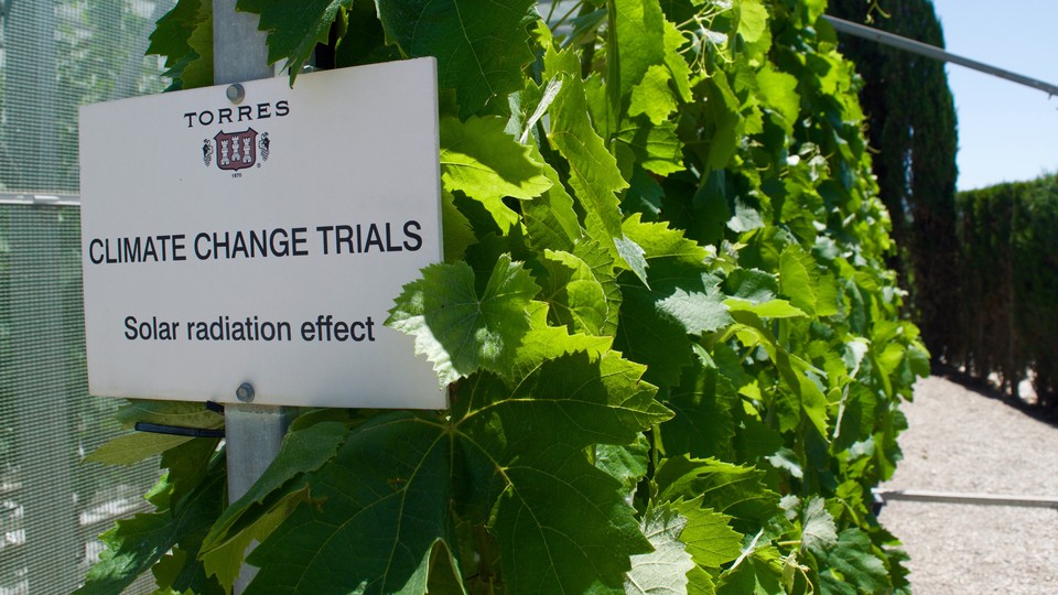 A sign that says "CLIMATE CHANGE TRIALS: Solar radiation effect" posted next to grapevines in a vineyard in Catalonia.
