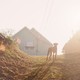 Photo of a dog surrounded by ethereal light