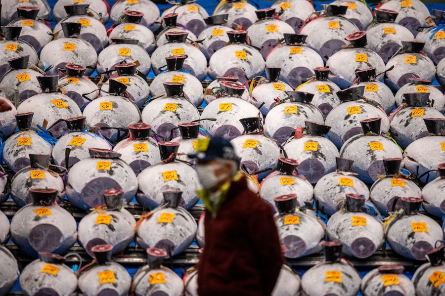 A man stands in front of dozens of frozen tunas.