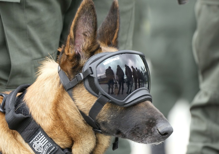 A dog wearing large goggles stands beside several police officers.