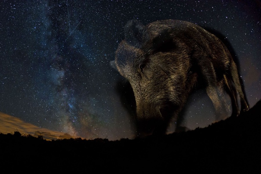 A close view of a boar, at night, with the Milky Way visible in the sky above
