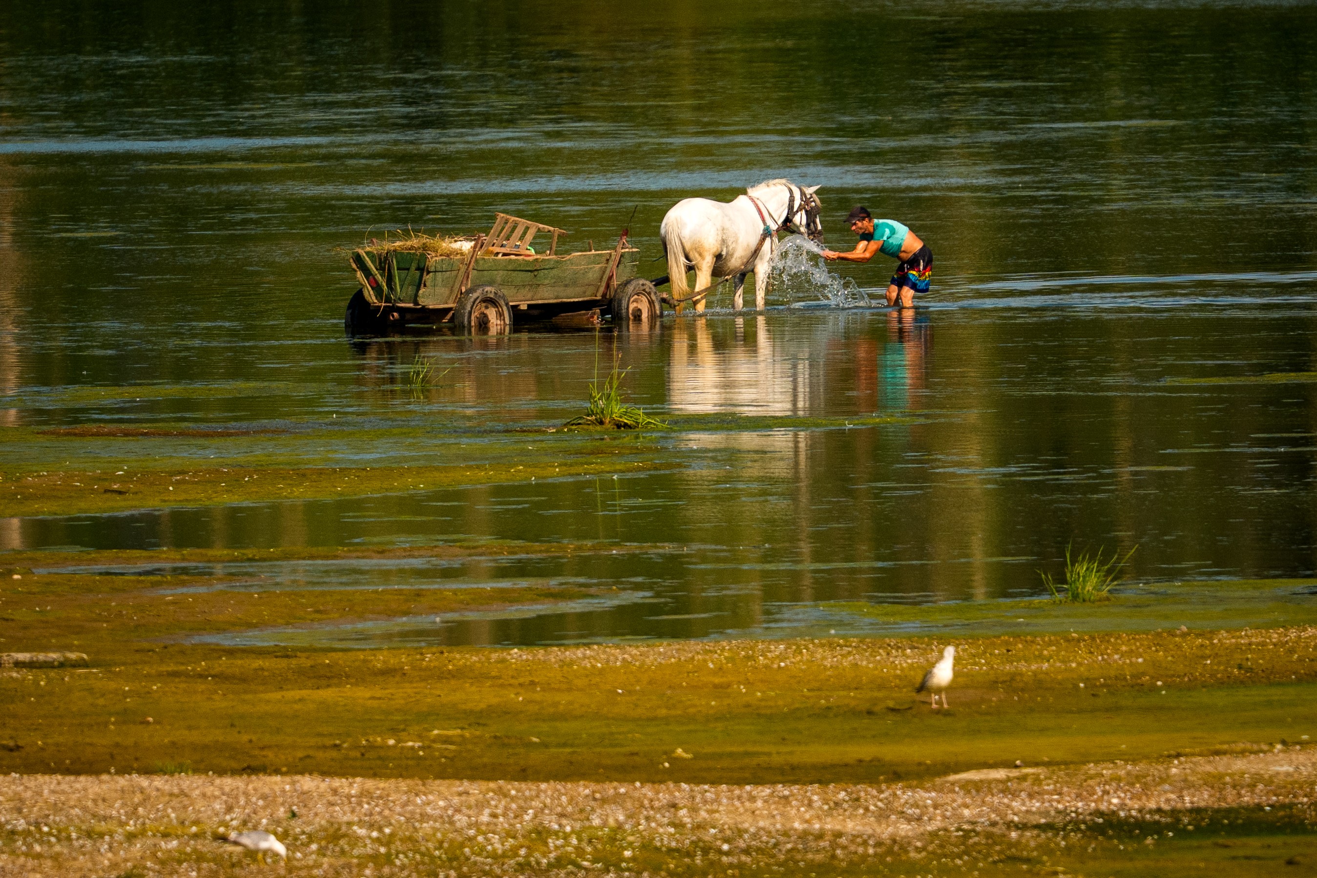 A man splashes water on a horse to cool it off in shallow water next to a riverbank.