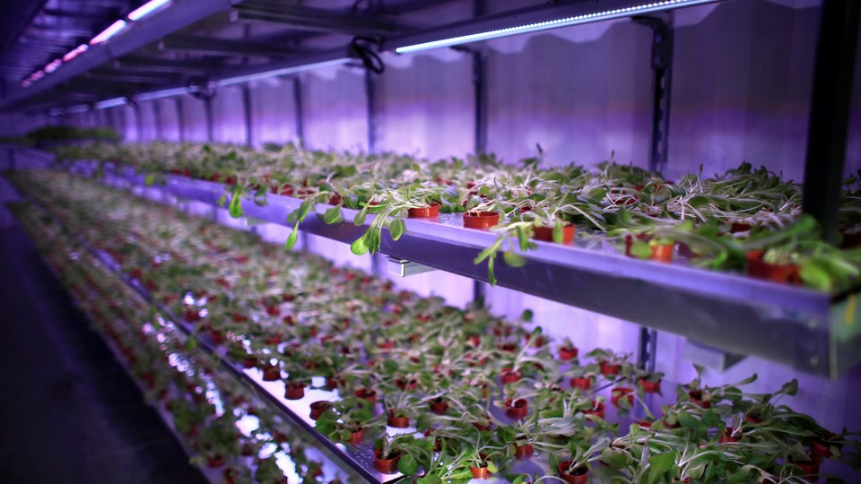 Plants grow under LED light in hydroponics facility