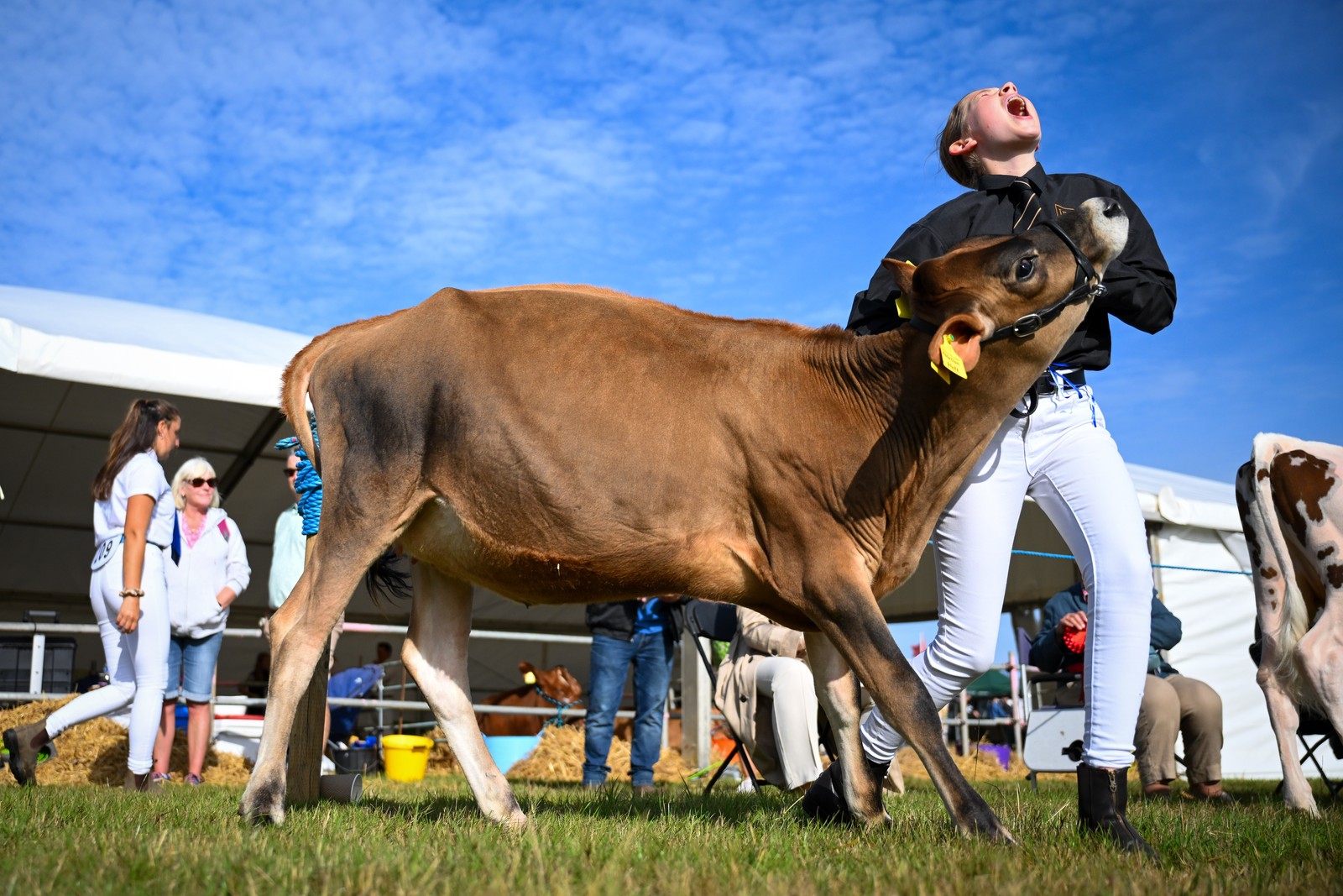 A person shouts as a calf steps on their foot.