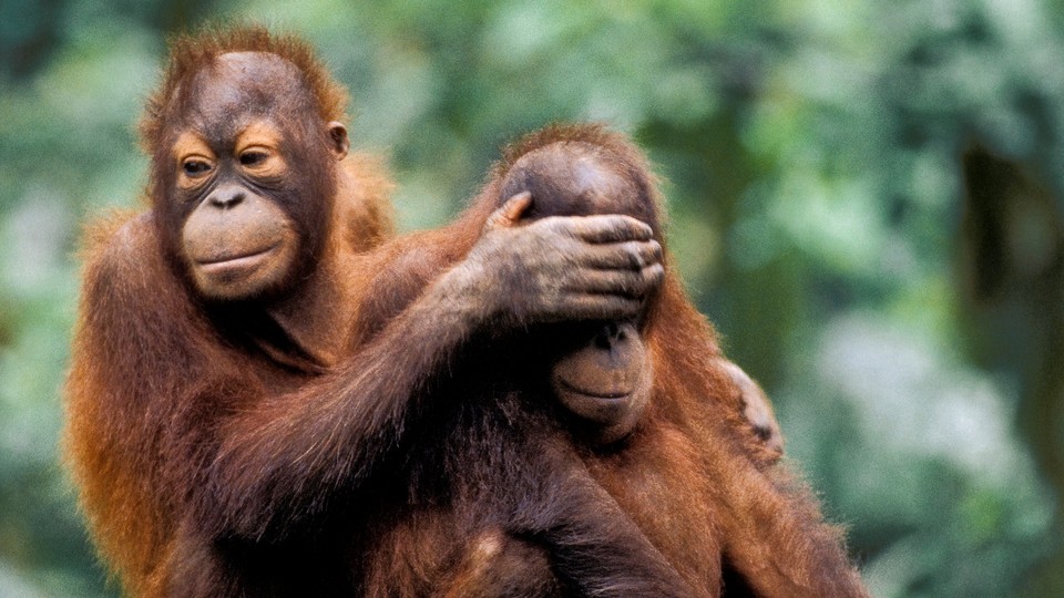 an orangutan covers the eyes of another orangutan from behind