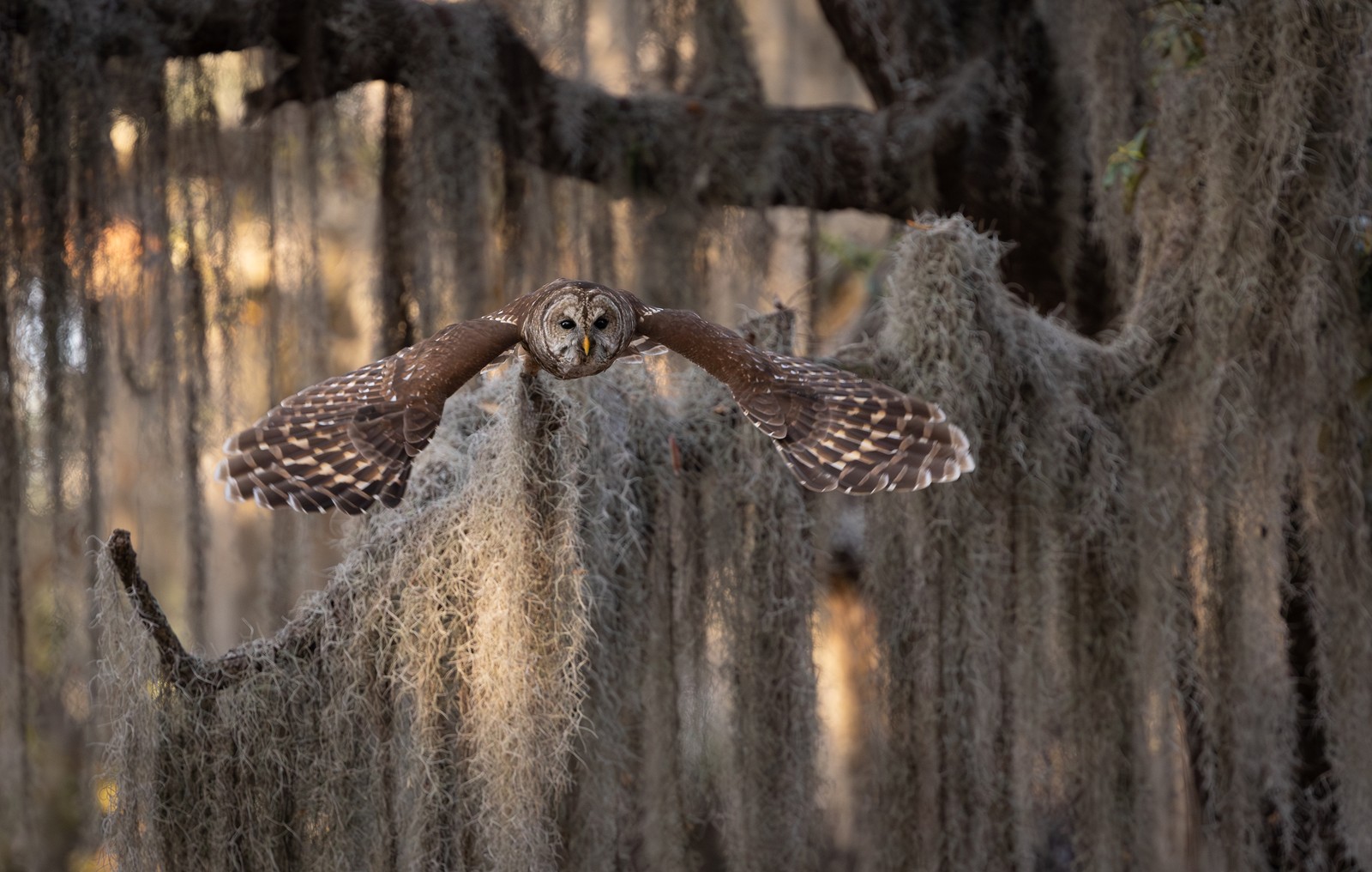 An owl soars past a tree covered in Spanish moss.