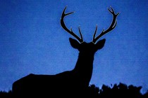 an illustration of a silhouette of a deer, with cut lines around its antlers