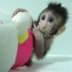 A baby monkey holding a stuffed animal