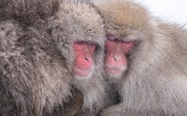 Several furry monkeys huddle together for warmth.