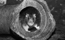 A rat hides inside a broken pipe.