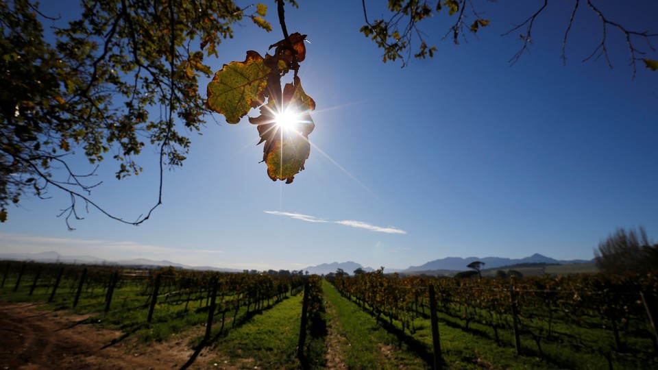The sun shining over a vineyard