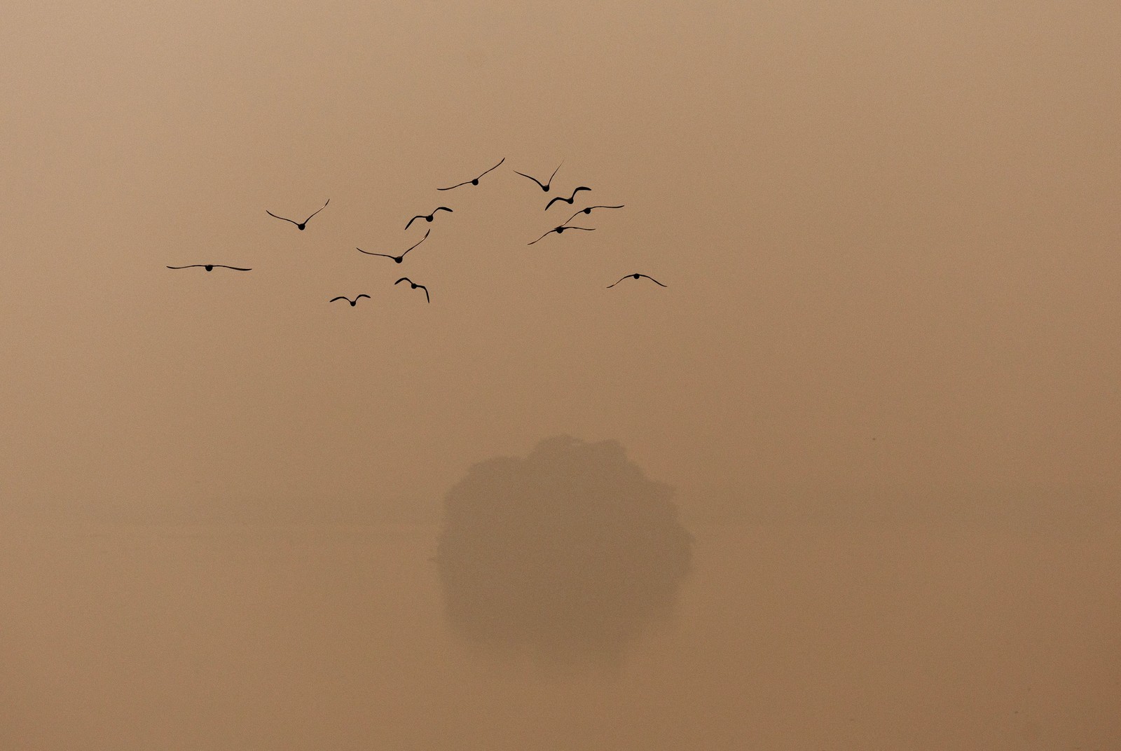 A flock of birds flies past a tree on a smoggy morning in New Delhi.