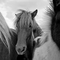 black-and-white photo of three ponies