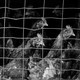 Chickens in a coop, staring off at something out of frame