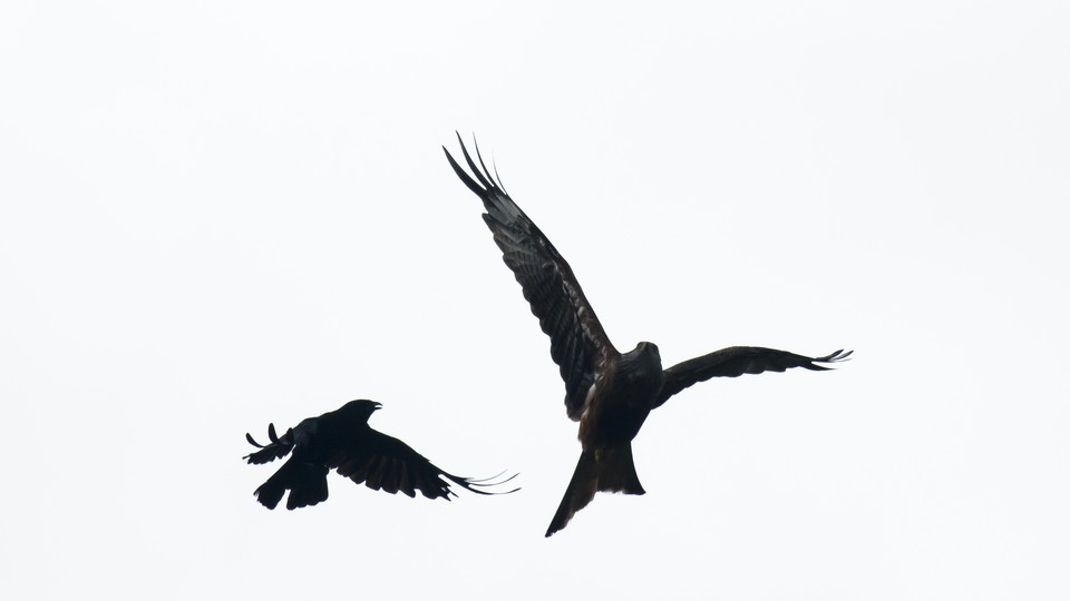 Two Crows in mid flight against a white sky