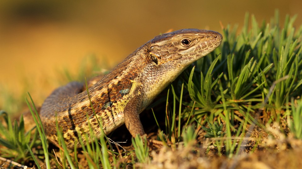 the Psammodromus algirus lizard, or the Algerian sand racer