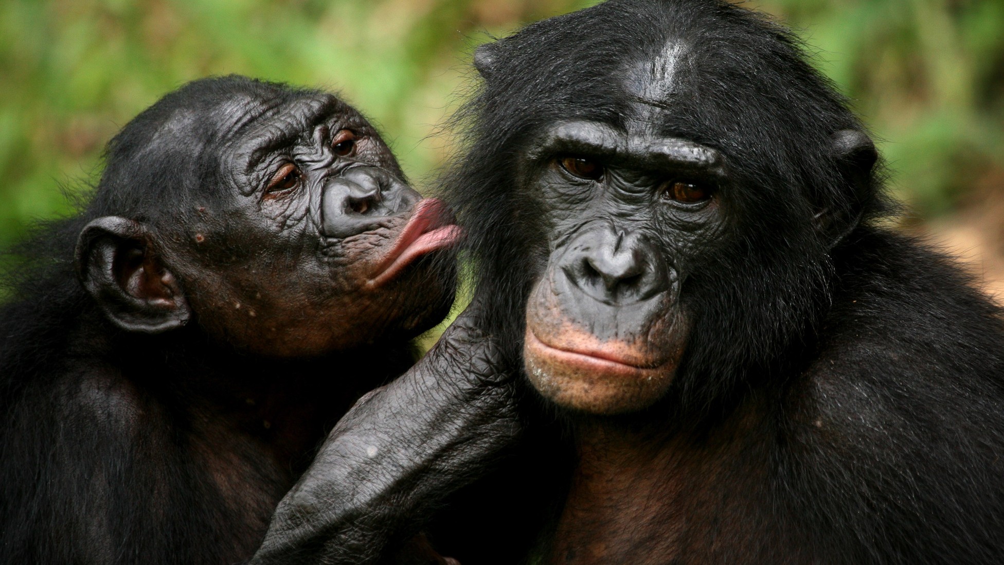 Study: Bonobos Care More About Bonding Than Threats - The Atlantic