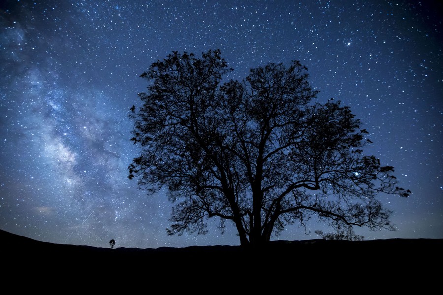 A view of the Milky Way above a single large tree.