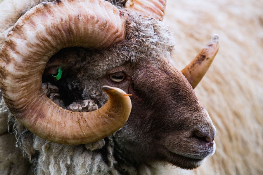 Close view of a sheep.