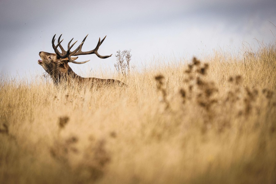 A stage rears its head up, bellowing, among tall dry grass.
