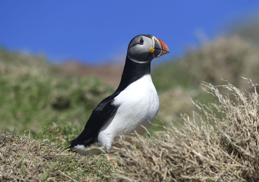 A puffin, standing on tufts of grass.